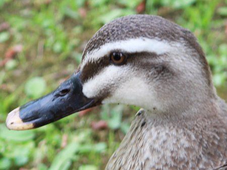 カルガモ 軽鴨 かぎけんweb