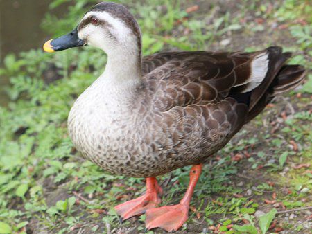 カルガモ 軽鴨 かぎけんweb