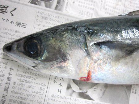 ゴマサバ 胡麻鯖 かぎけんweb