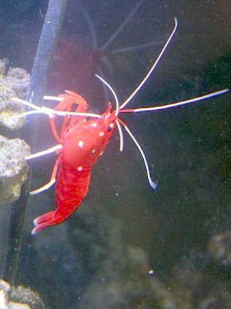シロホシアカモエビ 白星赤藻海老 かぎけんweb