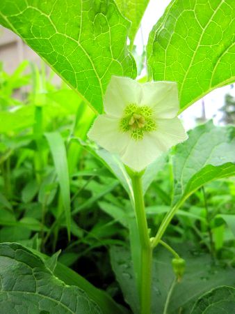 ホオズキ 鬼灯 酸漿 かぎけんweb