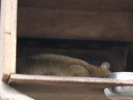 キンカジュー Kinkajou