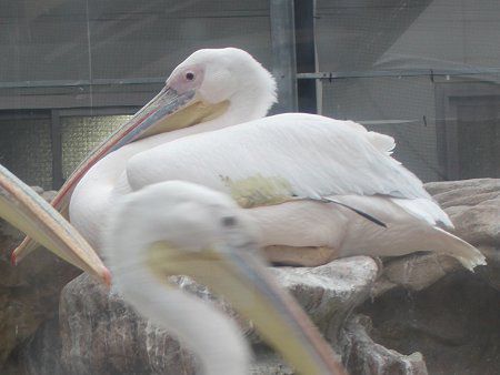 モモイロペリカン 桃色pelican かぎけんweb