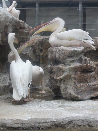 モモイロペリカン 桃色pelican かぎけんweb
