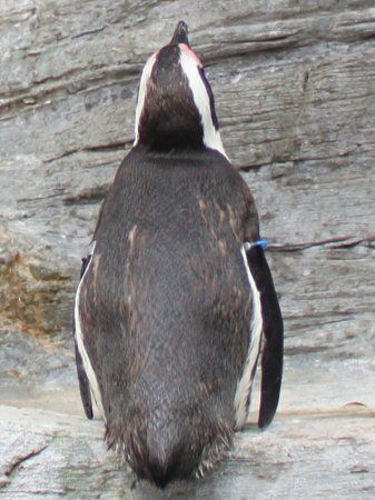 ケープペンギン Cape Penguin かぎけんweb