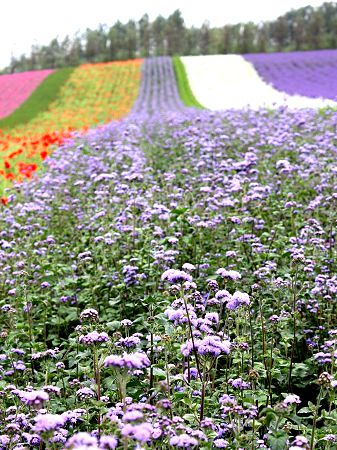 アゲラタム Ageratum かぎけんweb