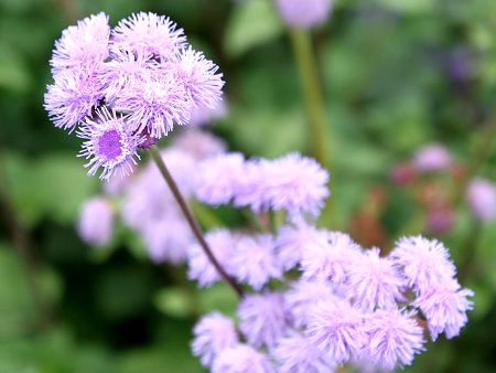 アゲラタム Ageratum かぎけんweb