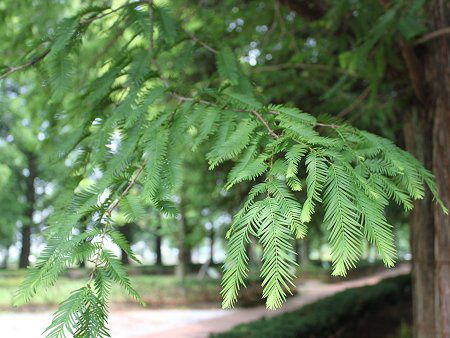 メタセコイア Metasequoia かぎけんweb