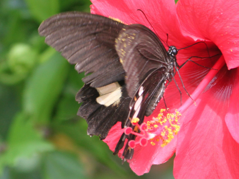 白带凤蝶（学名：Papilio polytes）