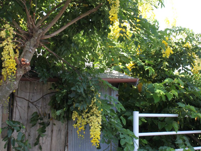 ゴールデンシャワー ツリー Golden Shower Tree かぎけんweb