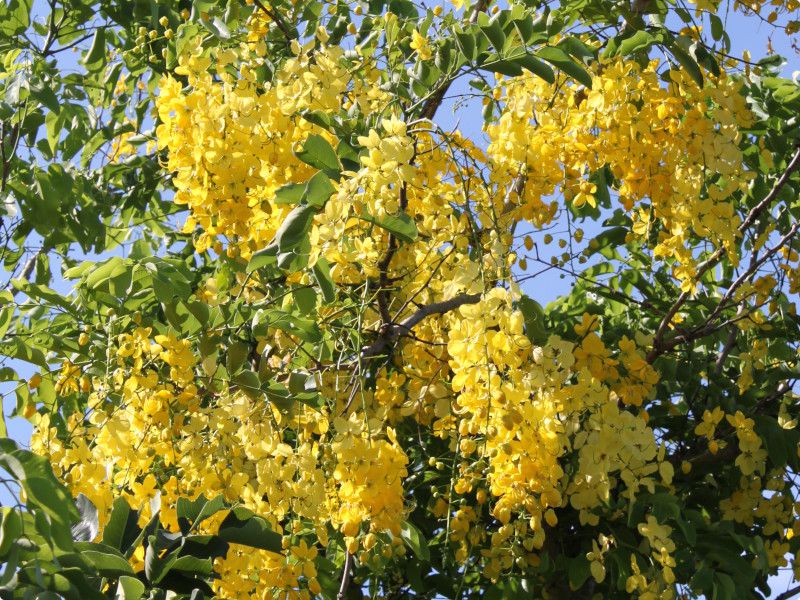 ゴールデンシャワー ツリー Golden Shower Tree かぎけんweb