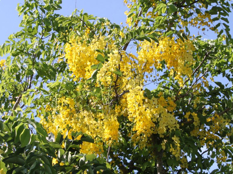 ゴールデンシャワー ツリー Golden Shower Tree かぎけんweb