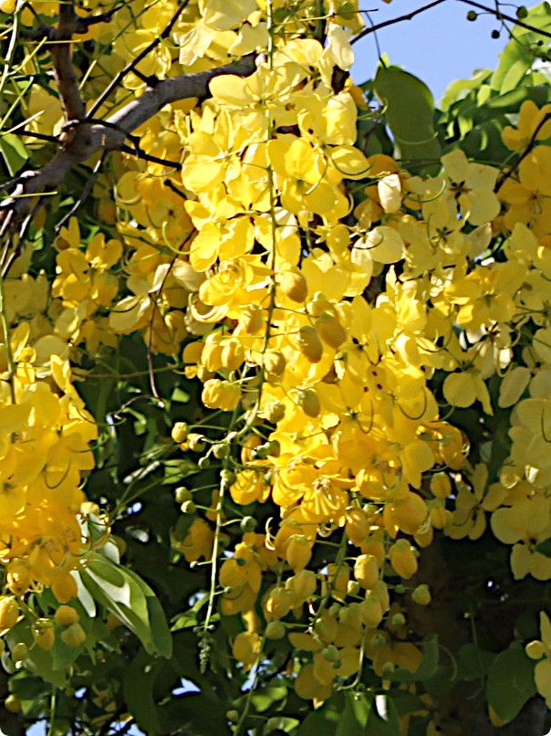 ゴールデンシャワー ツリー Golden Shower Tree かぎけんweb