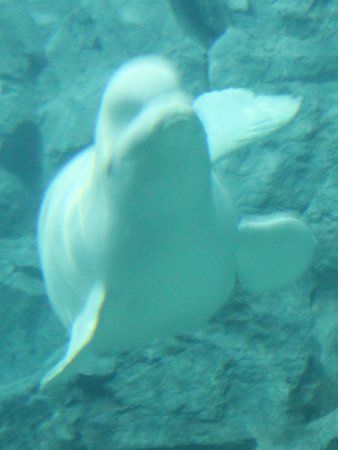 ベルーガ Beluga またの名はシロイルカ 白海豚 かぎけんweb