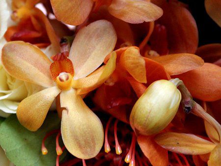 美しい花の画像 最高のモカラ 花