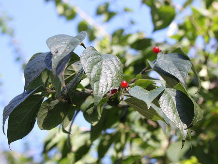 ハナヒョウタンボク 花瓢箪木 かぎけんweb