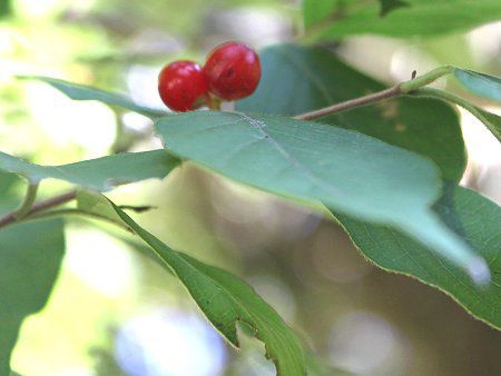 ハナヒョウタンボク 花瓢箪木 かぎけんweb