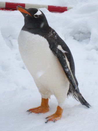 ジェンツーペンギン Gentoo Penguin かぎけんweb