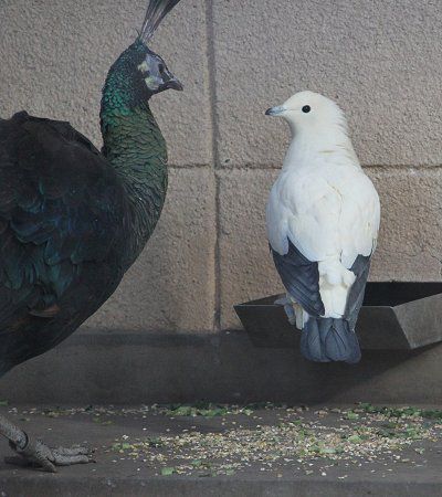 ソデグロバト 袖黒鳩 かぎけんweb