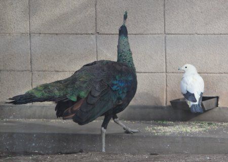 ソデグロバト 袖黒鳩 かぎけんweb