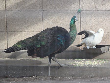 ソデグロバト 袖黒鳩 かぎけんweb