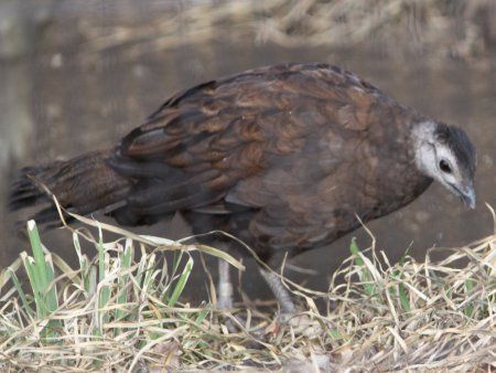 パラワン コクジャク Palawan Ppeacock かぎけんweb