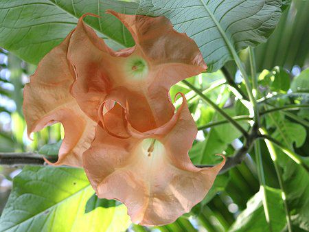 キダチチョウセンアサガオ 木立朝鮮朝顔 エンジェルス トランペット ツリー Angel S Trumpet Tree かぎけんweb