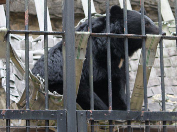 ツキノワグマ 月の輪熊 胸に月模様 かぎけんweb