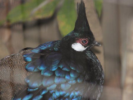 パラワン コクジャク Palawan Ppeacock かぎけんweb