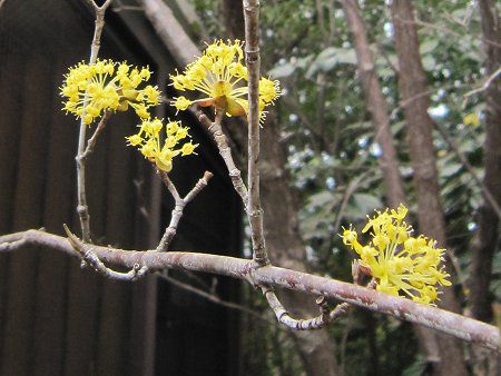 サンシュユ 山茱萸 かぎけんweb