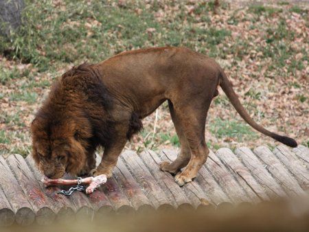 多摩動物園 11年4月3日 かぎけんweb