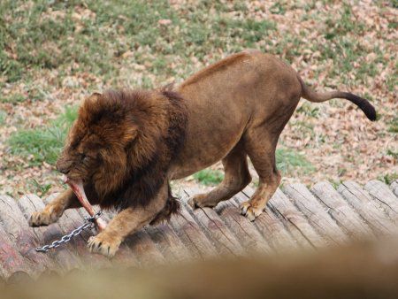 多摩動物園 11年4月3日 かぎけんweb