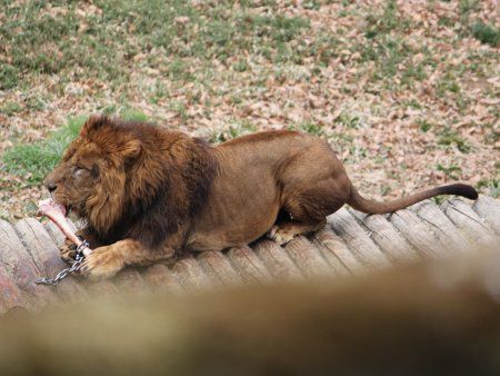 多摩動物園 11年4月3日 かぎけんweb