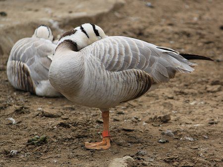 多摩動物園 11年4月3日 かぎけんweb