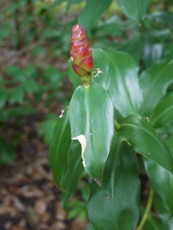コスタス・スピラリス（Costus spiralis 'Strawberry Bud'）