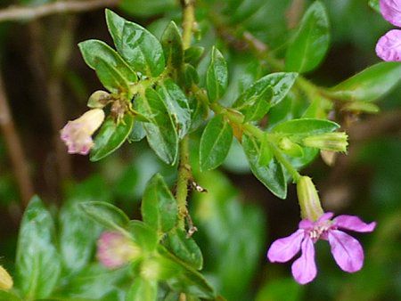 クフェア ヒッソピフォリア Cuphea Hyssopifolia かぎけんweb