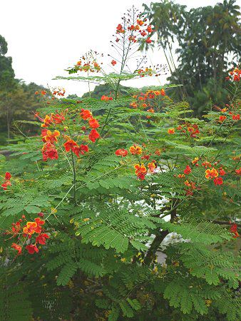 シンガポール植物園 Pana 11年5月1日 かぎけんweb