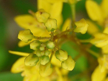 キントラノオ 金虎の尾 かぎけんweb