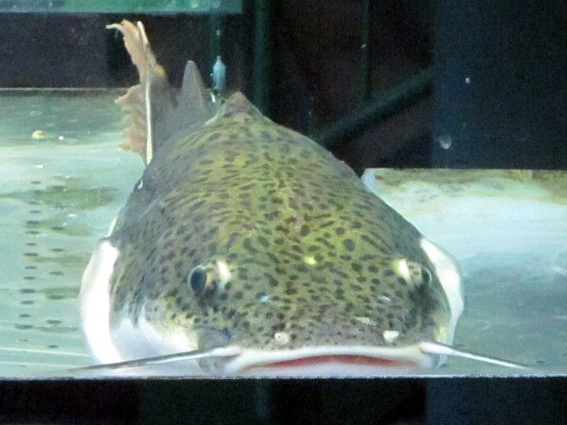 レッドテールキャットフィッシュ Redtail Catfish かぎけんweb