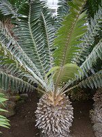 エンセファラータス・トランスベノーサス(Encephalartos Transvenosus)【かぎけんWEB】