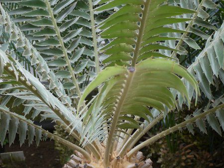 エンセファラータス・トランスベノーサス(Encephalartos Transvenosus)【かぎけんWEB】