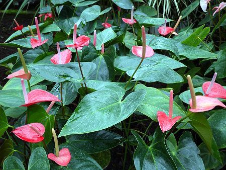 アンスリウム ドラヤキ アンスリューム Anthurium Dorayaki Saikou Hinshitsu No 植物 観葉植物 Peltosiemen Fi