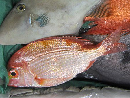 レンコダイ 連子鯛 キダイ 黄鯛 かぎけんweb