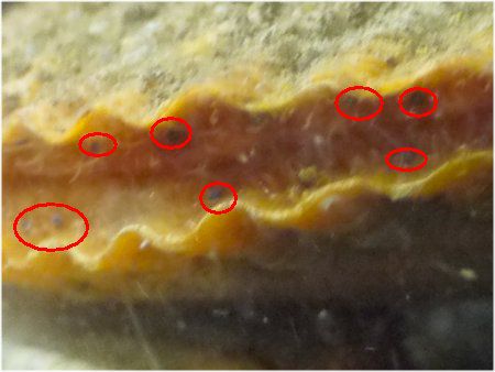 ヒオウギガイ 檜扇貝 緋扇貝 かぎけんweb