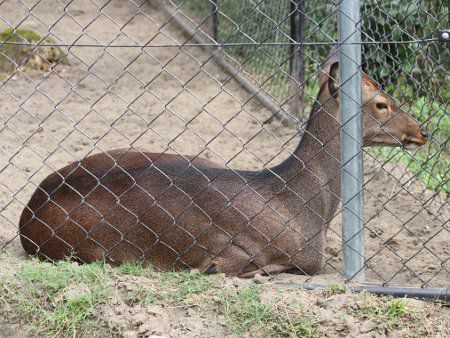 キュウシュウジカ 九州鹿 かぎけんweb