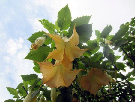 キダチチョウセンアサガオ 木立朝鮮朝顔 エンジェルス トランペット ツリー Angel S Trumpet Tree かぎけんweb