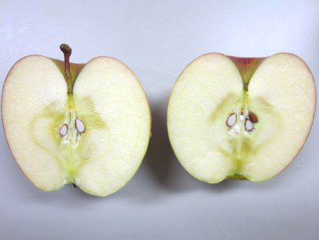リンゴ りんご 林檎 Apple かぎけんweb