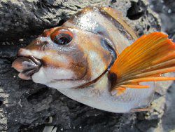 タカノハダイ 鷹の羽鯛 かぎけんweb