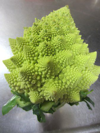 ロマネスコ Romanesco かぎけんweb