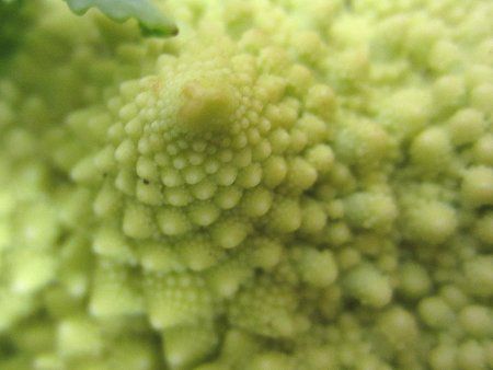 ロマネスコ Romanesco かぎけんweb